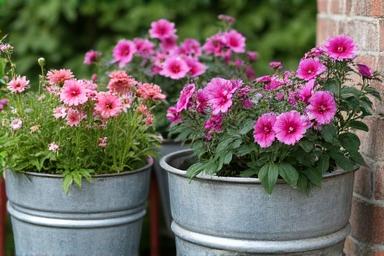 Alte Zinkwannen bepflanzt mit bunten Sommerblumen